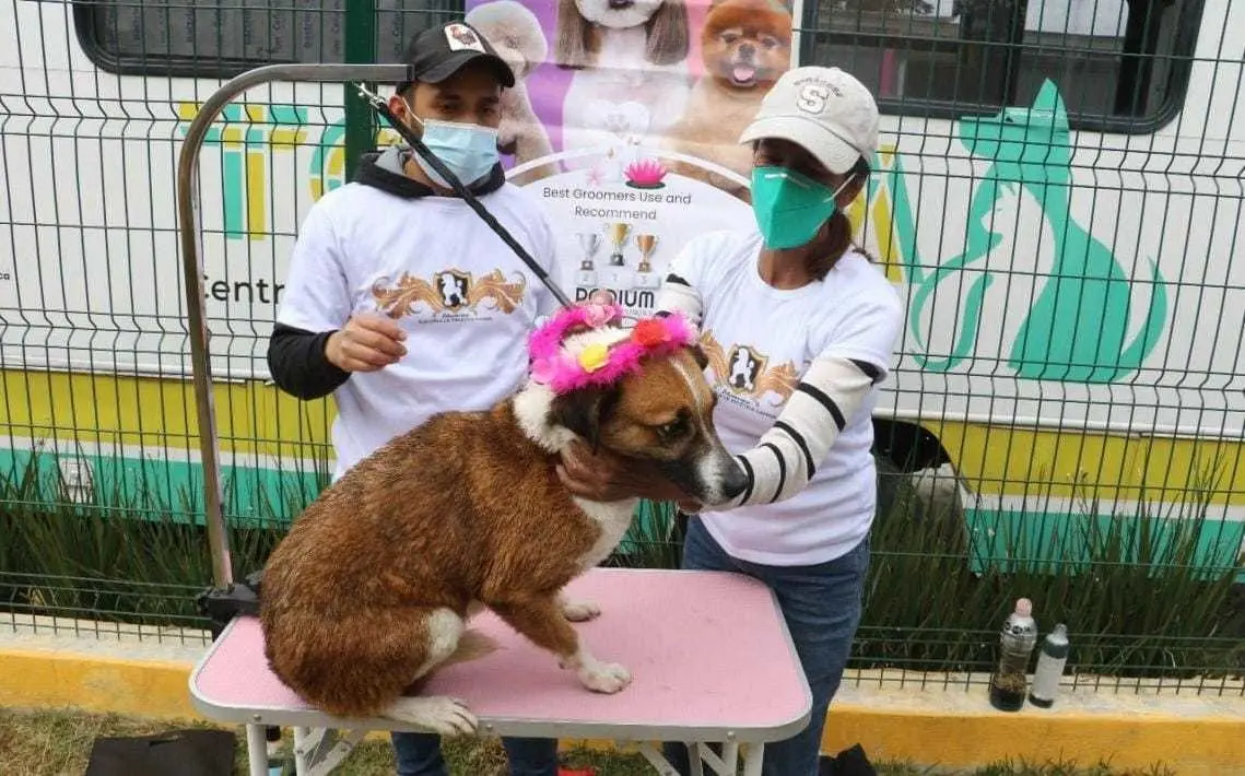 Perritos rescatados en Toluca, listos para buscar un nuevo hogar. Foto: Especial