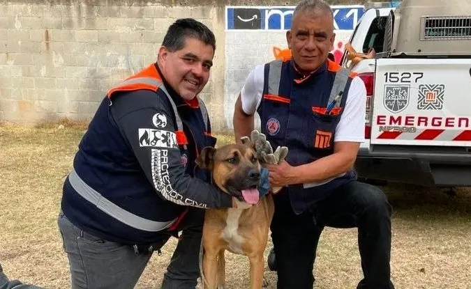 Rescatan a perro en el metro de la Ciudad de México