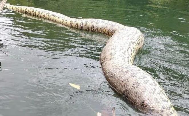 El cuerpo la serpiente, bautizada como “Ana Julie”, de 8 metros de largo, fue encontrado en el río Formoso, en la zona rural de Bonito, en el estado de Mato Grosso do Sul, en el sur de Brasil. Foto: Totally News