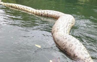 Matan cazadores a la anaconda más grande del mundo