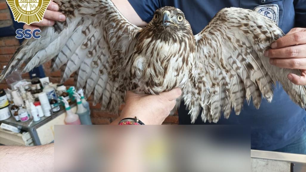 ¡Que valiente!, hombre salva a aguililla de cola roja herida en Iztapalapa