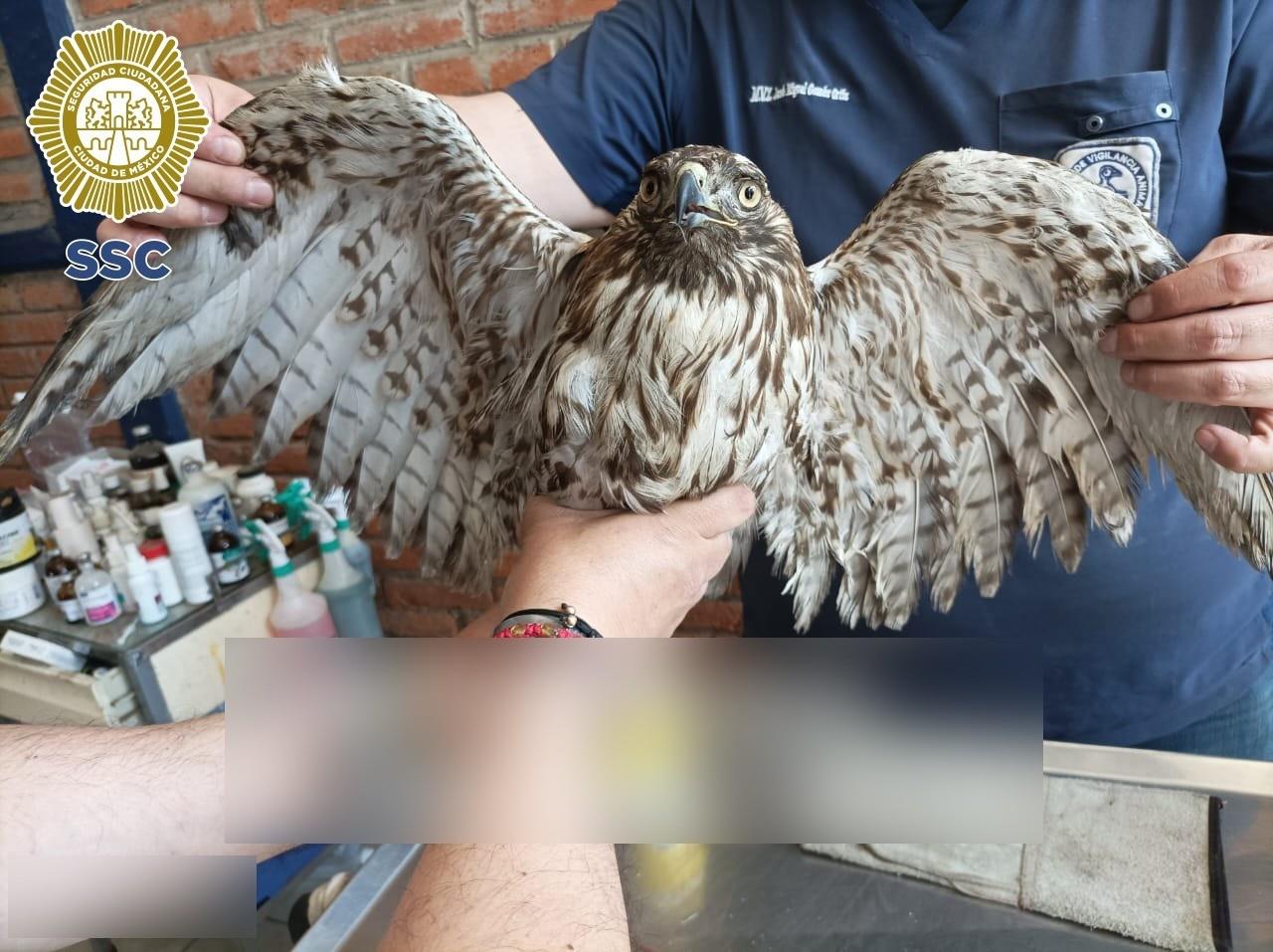 ¡Que valiente!, hombre salva a aguililla de cola roja herida en Iztapalapa. Foto: @SSC_CDMX