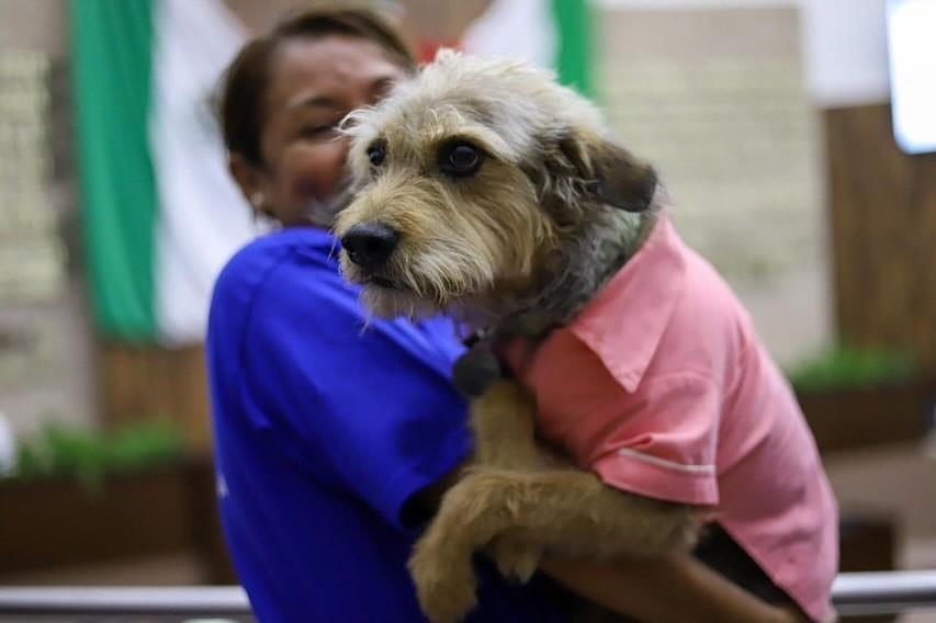 Ley Rufo en Yucatán: Aprueban castigar el maltrato animal con 10 años de prisión