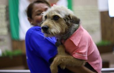 Ley Rufo en Yucatán: Aprueban castigar el maltrato animal con 10 años de prisión