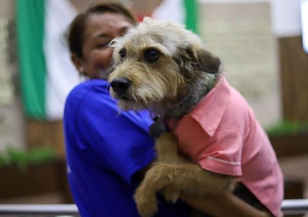 Ley Rufo en Yucatán: Aprueban castigar el maltrato animal con 10 años de prisión