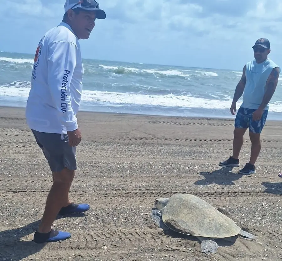 Este jueves arribó la segunda tortuga Lora a desovar en la Playa de Chachalacas de Úrsulo Galván. Foto: Cortesía Protección Civil