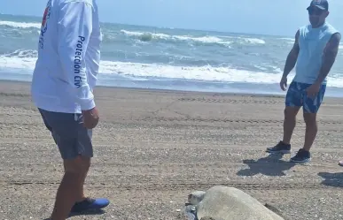 Seguridad y desove de tortugas en playas de Veracruz