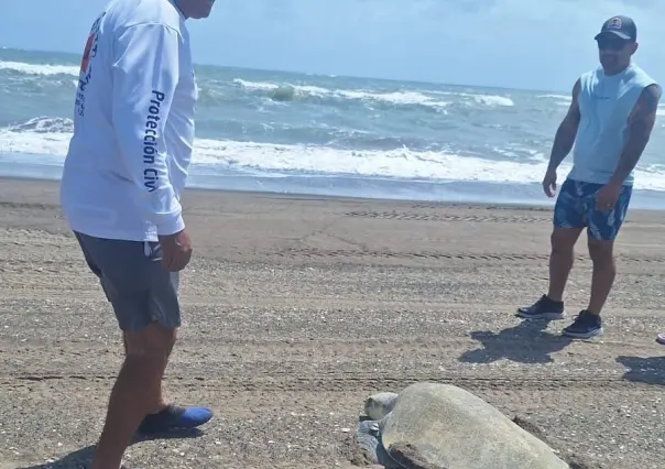 Seguridad y desove de tortugas en playas de Veracruz