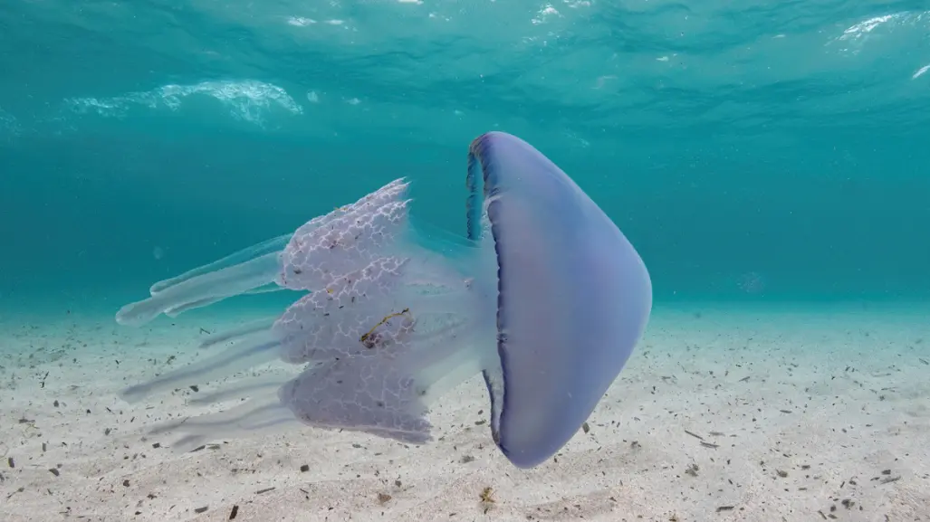 ¿Qué hacer en caso de picadura de animales en el mar o desierto de BCS?