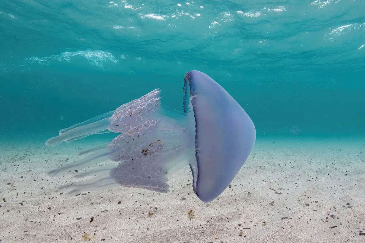 Rhizostoma Pulmo o medusa luminiscente, mejor conocida como agua mala. Foto: Adobe Stock