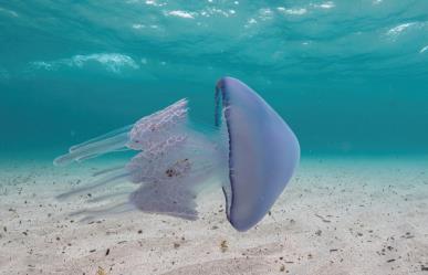 ¿Qué hacer en caso de picadura de animales en el mar o desierto de BCS?