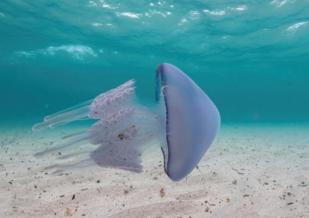 ¿Qué hacer en caso de picadura de animales en el mar o desierto de BCS?