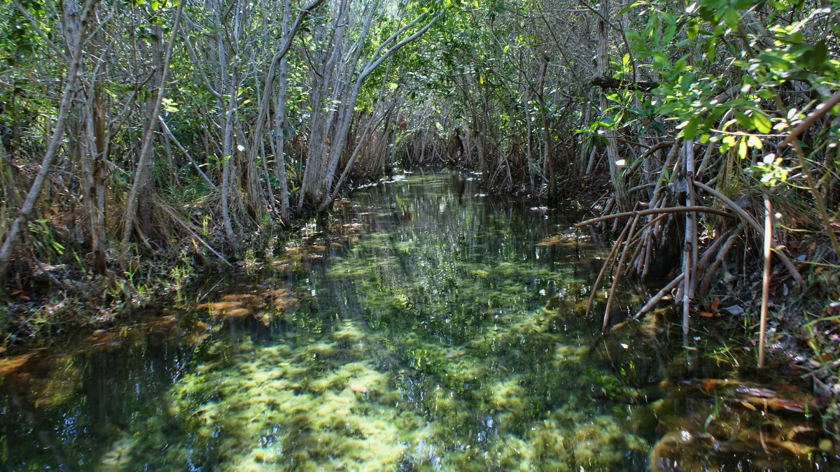 Los manglares son el principal atractivo del lugar Foto: Especial