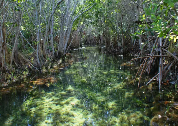 Venecia Tropical, descubre cuál es el lugar de Yucatán que recibe este nombre