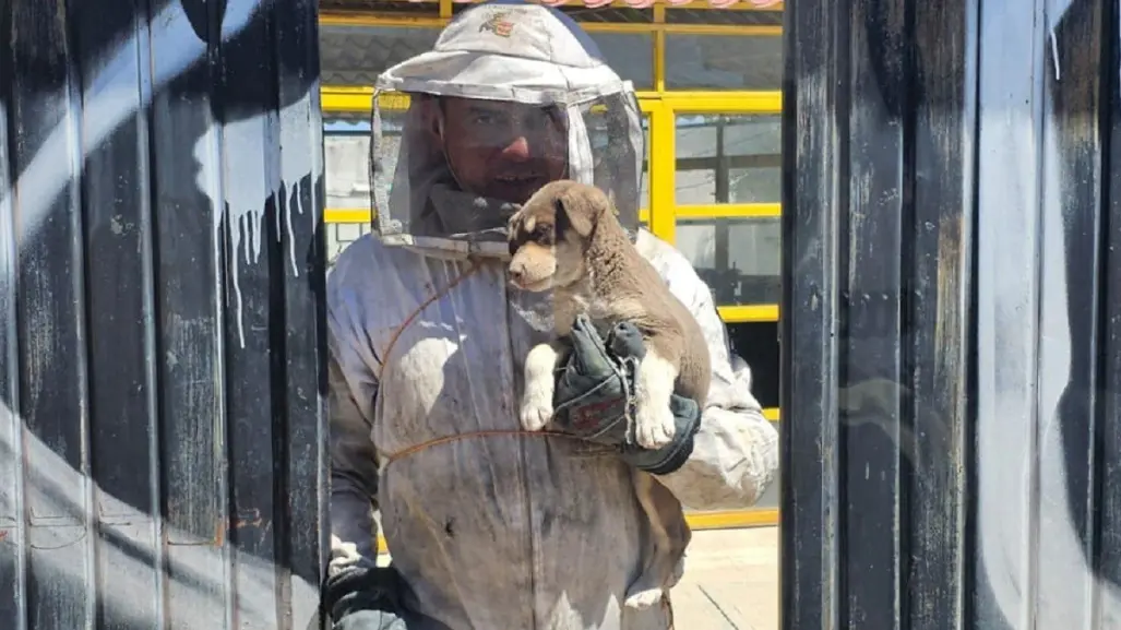 Ataque de abejas deja dos lesionados en Zacatecas