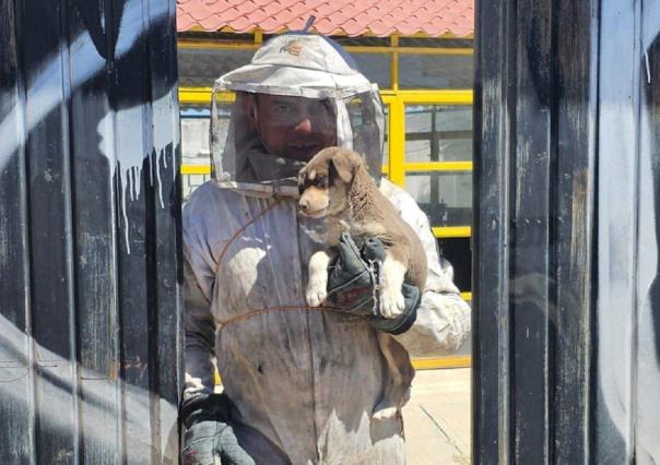 Ataque de abejas deja dos lesionados en Zacatecas