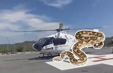 Traslado aéreo por mordedura de serpiente en Santiago (VIDEO)