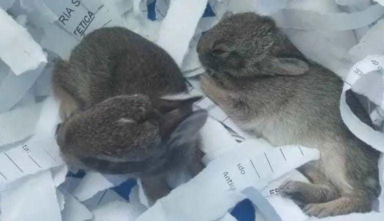 Ayuda a los animales afectados por los incendios en Jilotzingo. Foto: Carolina Arteaga