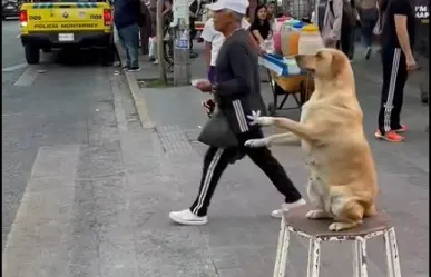 Captan a perrita chambeadora en Centro de Monterrey