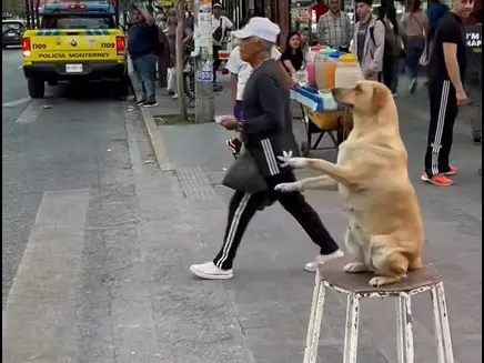 Captan a perrita chambeadora en Centro de Monterrey