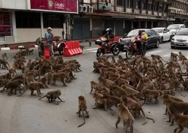 Bandas de monos se pelean en Tailandia (VIDEO)