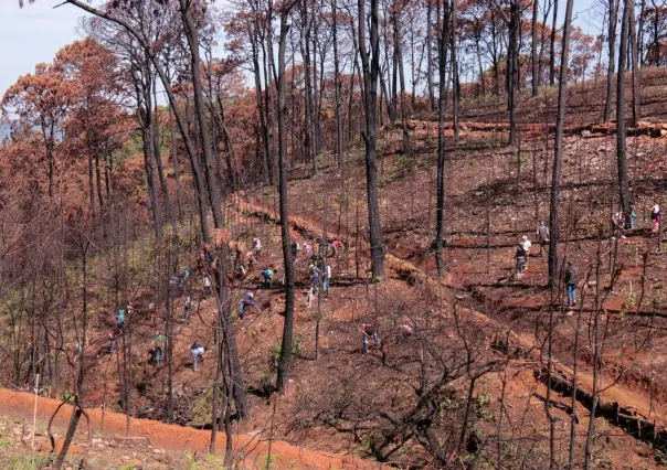 A la baja la reforestación en el Estado de México