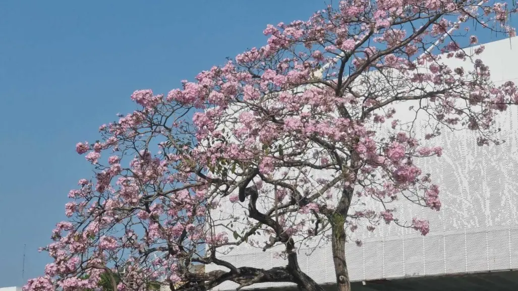 Villahermosa se llena de flores en Semana Santa