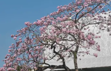 Villahermosa se llena de flores en Semana Santa