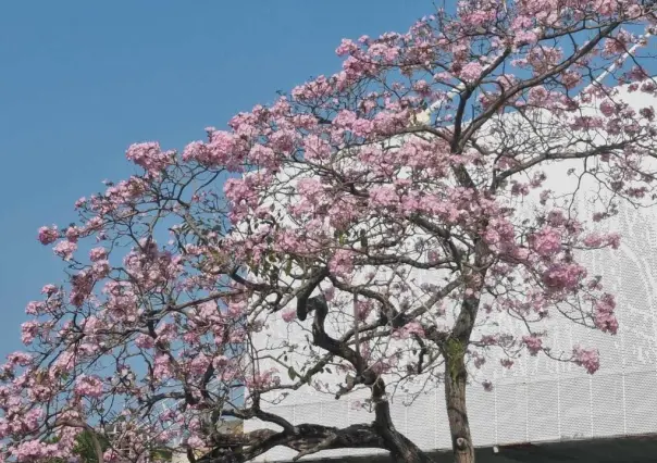 Villahermosa se llena de flores en Semana Santa