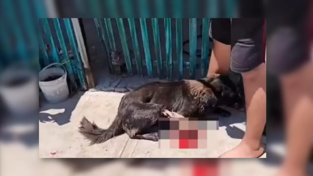 El animal fue llevado a un hospital veterinario, donde logró ser estabilizado Foto: Redes sociales