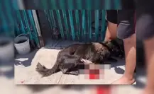 Denuncian a hombre en Yucatán por mutilar con machete a perro callejero