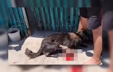 Denuncian a hombre en Yucatán por mutilar con machete a perro callejero