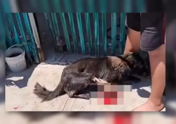 Denuncian a hombre en Yucatán por mutilar con machete a perro callejero