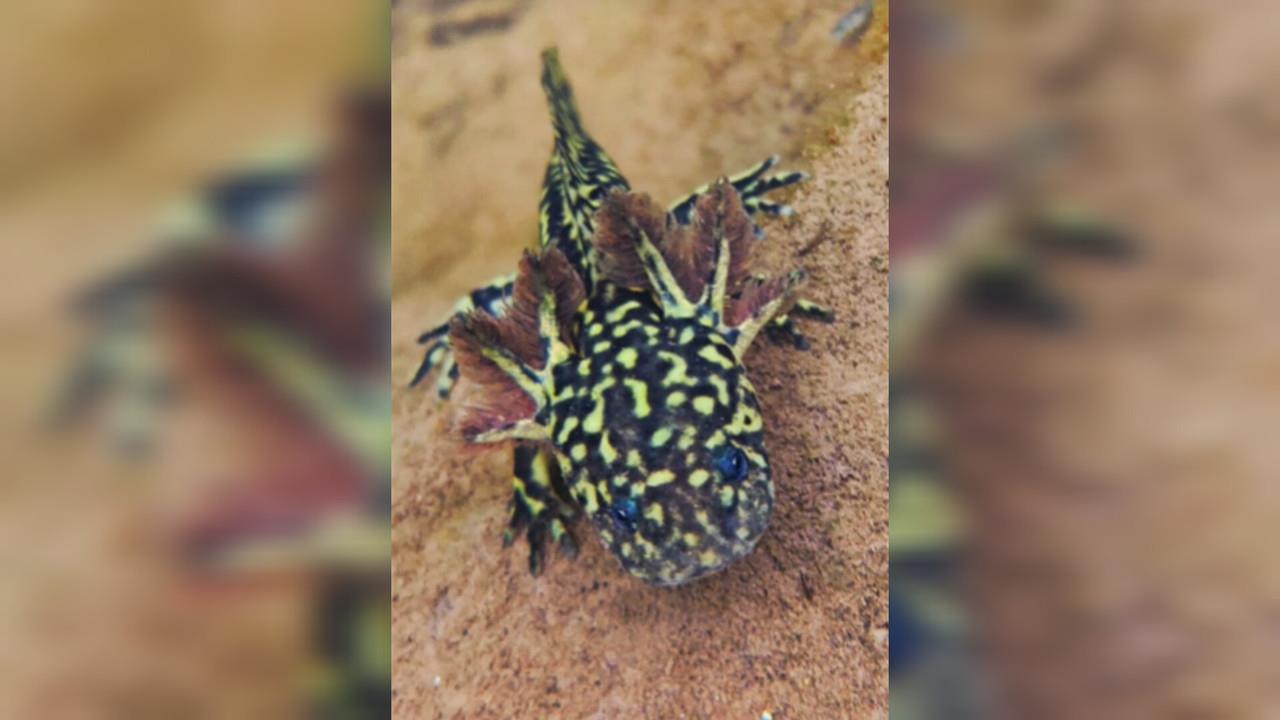 La biodiversidad mexicana tiene muchas caras, pero pocas tan icónicas como la del ajolote. Foto: TikTok David Alejandro Correa