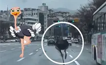 Avestruz escapa de zoológico y corre libremente por las calles