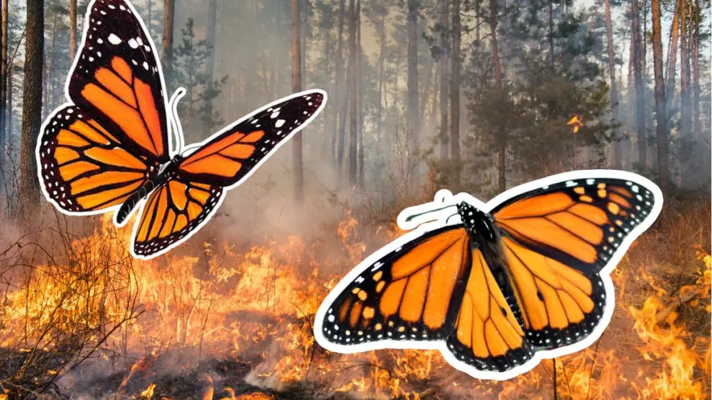 Se incendia reserva ecológica de la mariposa monarca en Michoacán