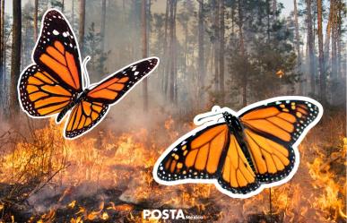 Se incendia reserva ecológica de la mariposa monarca en Michoacán