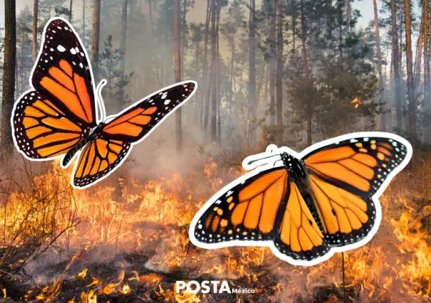 Se incendia reserva ecológica de la mariposa monarca en Michoacán