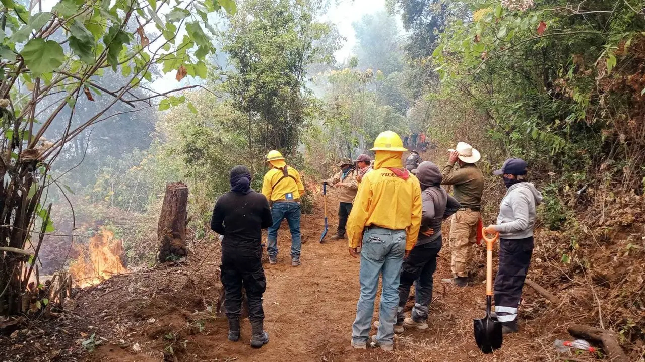 Brigadas de Probosque en combate al fuego. Imagen: GEM