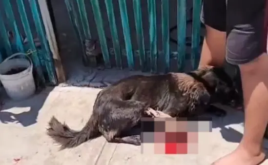 Un perrito fue mutilado por un sujeto en el Fraccionamiento Piedra de Agua en Umán solo porque el anima estaba frente a su casa tomando sombra.- Foto de redes sociales