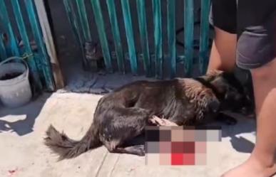 Intentan linchar a un sujeto por caso de maltrato animal