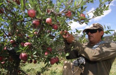 Identifican afectaciones de hasta el 30 % de cultivos de manzana en Arteaga