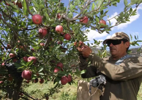 Identifican afectaciones de hasta el 30 % de cultivos de manzana en Arteaga