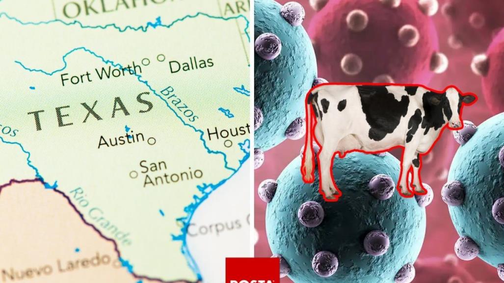 Confirman caso humano de gripe aviar H5N1: Departamento de Salud de Texas