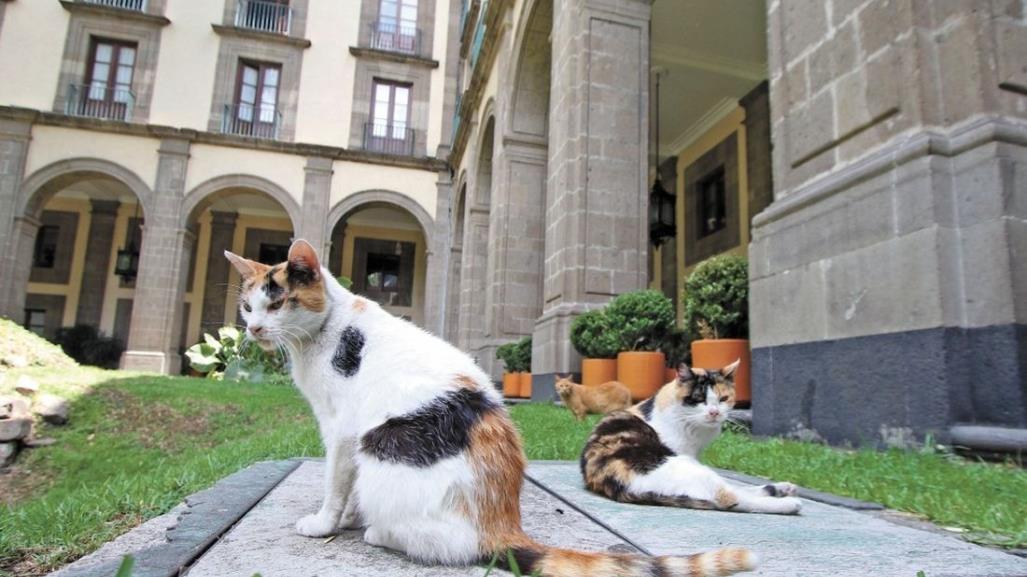 AMLO asegura de por vida a gatos de Palacio Nacional