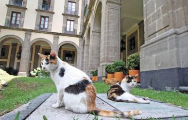 AMLO asegura de por vida a gatos de Palacio Nacional