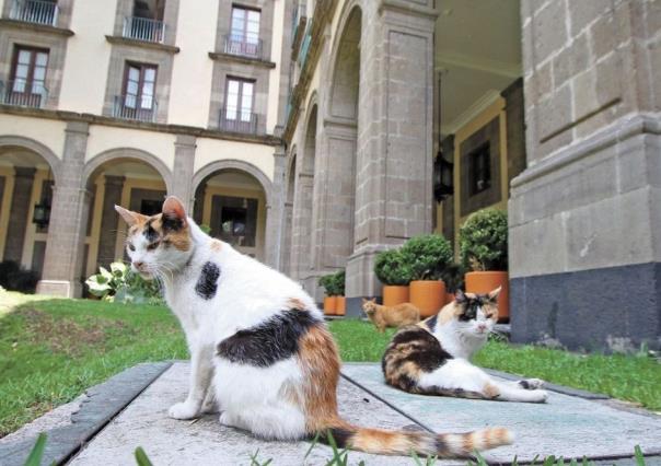 AMLO asegura de por vida a gatos de Palacio Nacional