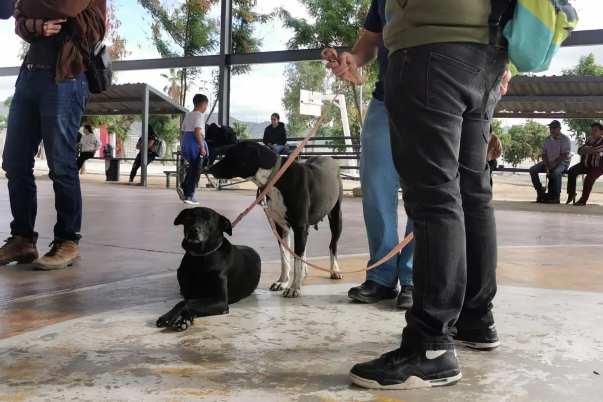 Únete a la esterilización de perros y gatos en Los Cabos