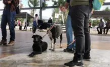 Únete a la esterilización de perros y gatos en Los Cabos