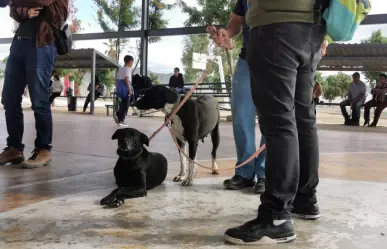 Únete a la esterilización de perros y gatos en Los Cabos